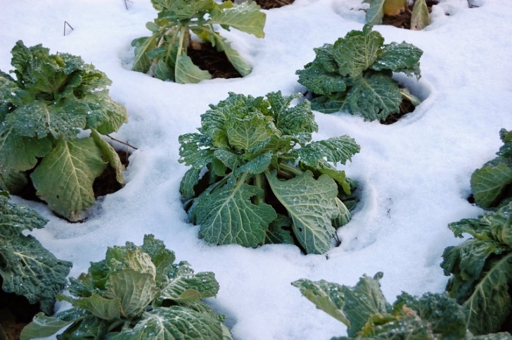 Vegetables To Plant In Winter 9 Cold-Hardy Vegetables You Can Overwinter For Spring Photo 679