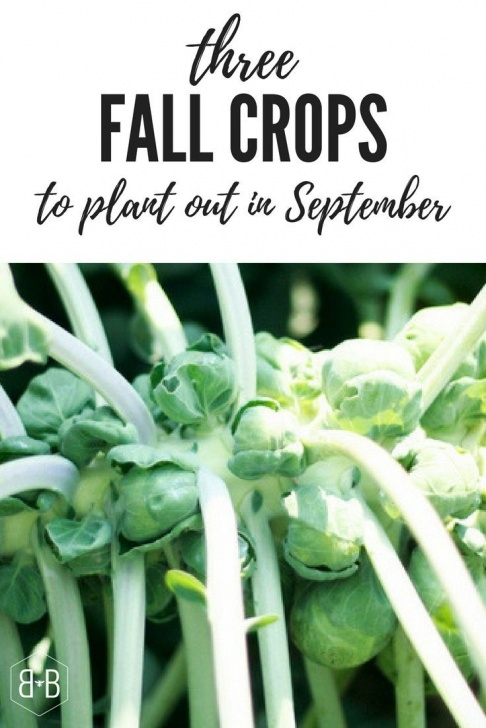 Vegetables To Plant In Winter Fall Crops To Plant Out In September | Winter Vegetables Photo 902