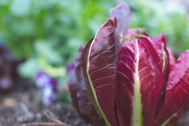 Vegetables To Plant Now 10 Vegetables To Plant Now For A Bountiful Spring Harvest Picture 969