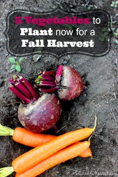 Vegetables To Plant Now 5 Vegetables To Plant Now For A Fall Harvest (With Images Image 990