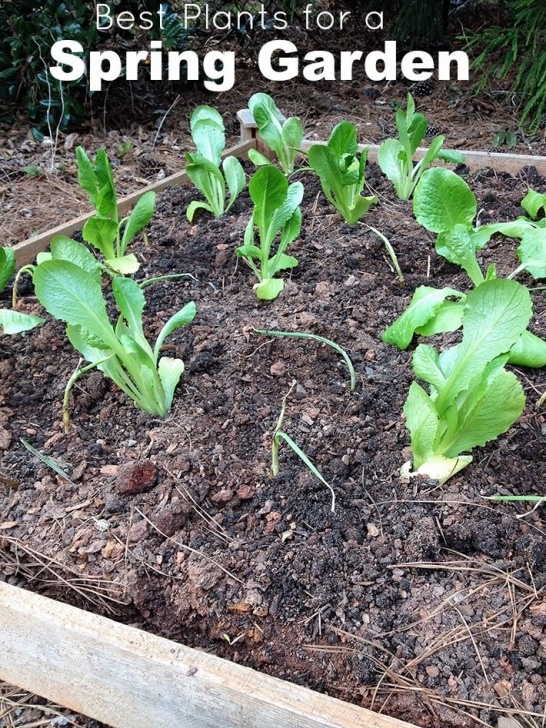 Vegetables To Plant Now Early Spring Garden Vegetables To Plant Now! | Easy Garden Photo 026