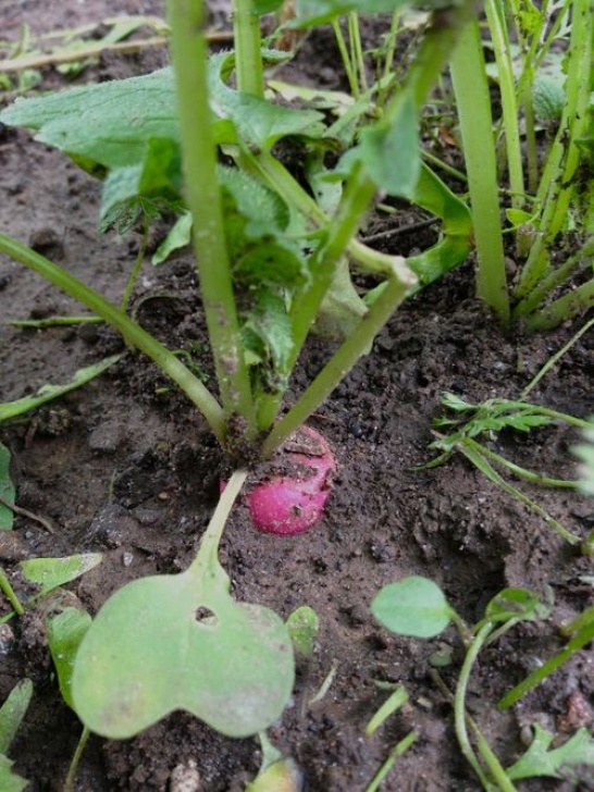 Vegetables To Plant Now Fall Crops: 15 Vegetables To Plant Now For A Fall Harvest Picture 449