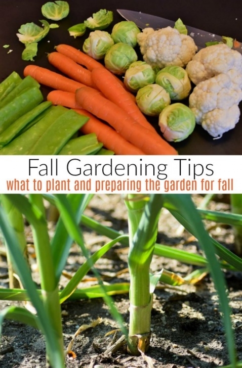 Vegetables To Plant Now Fall Vegetable Gardening: 5 Things To Plant Now - Turning Picture 357