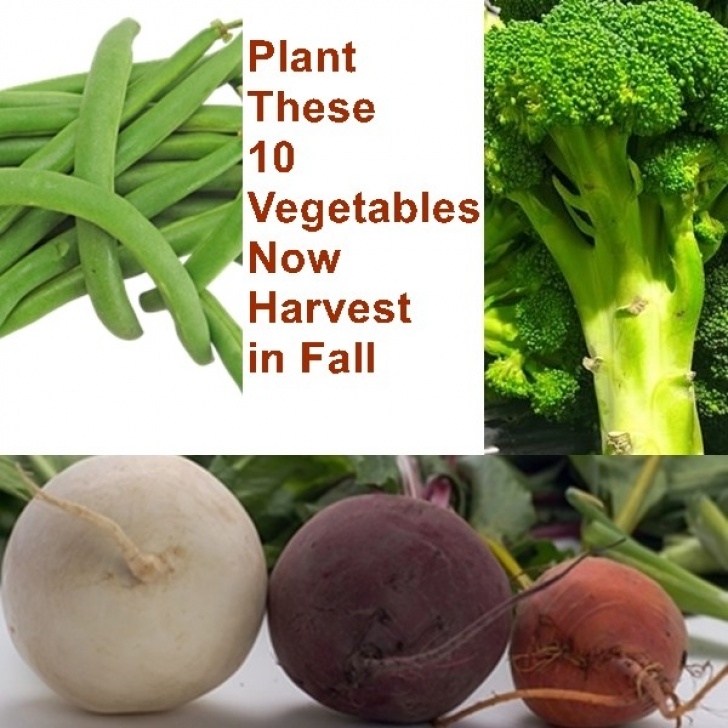 Vegetables To Plant Now Plant These 10 Vegetables Now Harvest In Fall | The Image 023