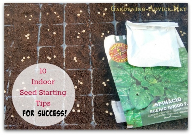 Vegetables To Start Indoors 10 Tips For Starting Vegetable Seeds Indoors Image 508