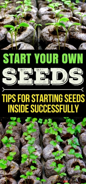 Vegetables To Start Indoors 5 Tips For Starting Seeds Successfully Indoors | Gardening Photo 158