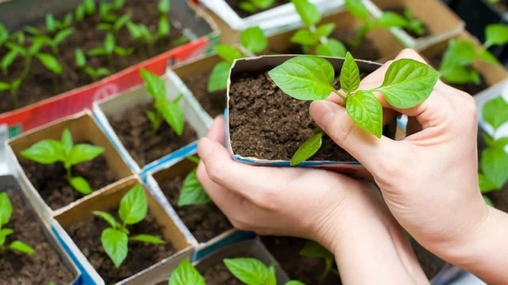 Vegetables To Start Indoors Start An Indoor Vegetable Garden: Growing Vegetables Image 349