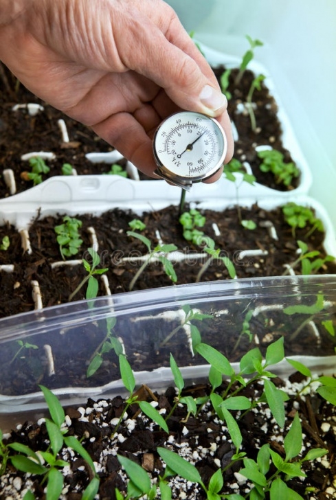 Vegetables To Start Indoors Starting Vegetable Seedlings Indoors Stock Photo - Image Image 145