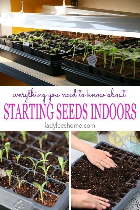 Vegetables To Start Indoors Starting Vegetable Seeds Indoors Under Lights | Starting Picture 377