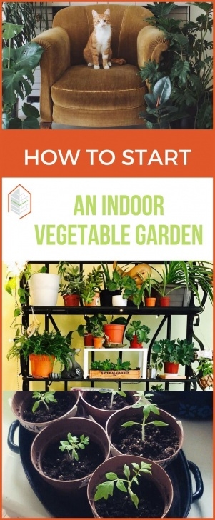 Vegetables To Start Indoors Tips On How To Start An Indoor Vegetable Garden | Indoor Picture 800