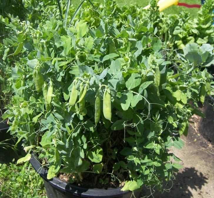 Vegetables You Can Grow In A Pot 15 Ideal Vegetables That Grow Well In A Pot Or Container Picture 278