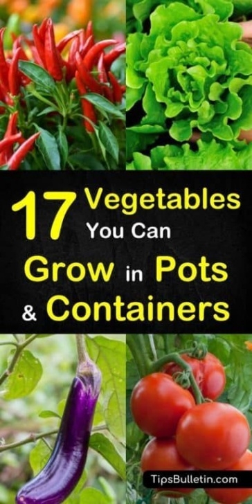 Vegetables You Can Grow In A Pot 17 Vegetables That You Can Grow In Pots And Containers Photo 362