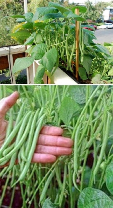 Vegetables You Can Grow In A Pot 22 Fruits &amp; Vegetables You Can Grow In Containers Picture 058