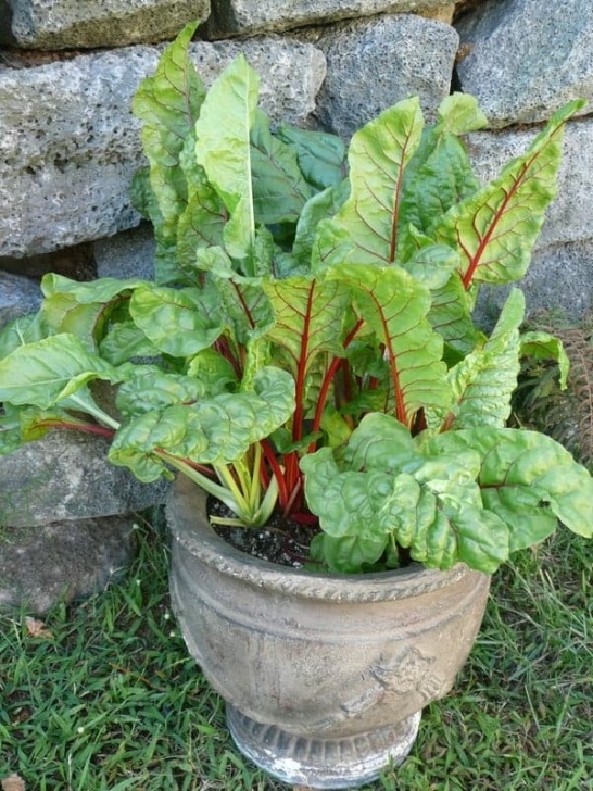 Vegetables You Can Grow In A Pot Edible Landscaping: Vegetables For Your Front Yard Garden Photo 430
