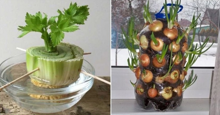 Vegetables You Can Grow Indoors 20 Vegetables And Herbs You Can Grow Indoors From Scraps Picture 131
