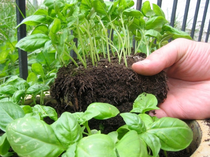 Vegetables You Can Grow Indoors 6 Foods You Can Easily Grow From Kitchen Scraps | Starting Photo 066