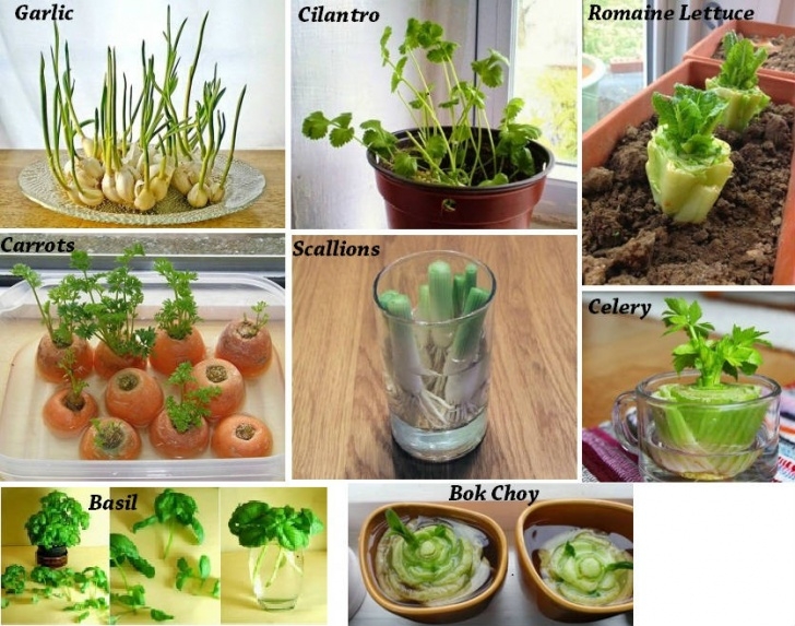 Vegetables You Can Grow Indoors 8 Vegetables That You Buy Once And Regrow Forever Picture 369