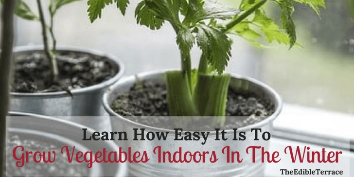 Vegetables You Can Grow Indoors Learn How Easy It Is To Grow Vegetables Indoors In The Winter Image 786