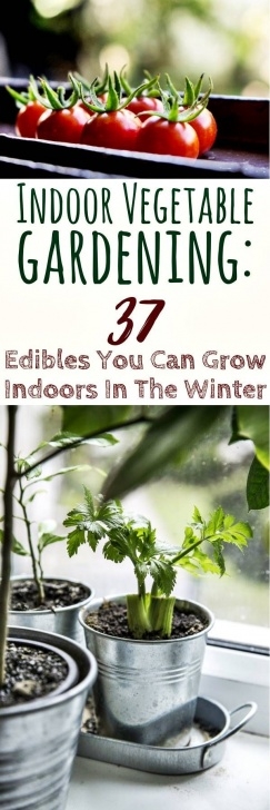 Vegetables You Can Grow Inside Indoor Vegetable Gardening: 37 Edibles You Can Grow Picture 261