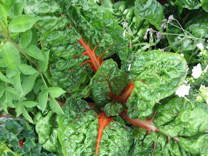 Veggies To Grow In Summer 11 Late-Summer, Quick-Growing Vegetables You Gotta Plant Photo 559