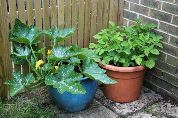 Veggies To Grow In Summer 8 Best Summer Vegetables To Grow In Pots | Summer Picture 346