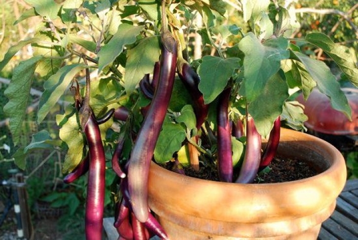 Veggies To Grow In Summer 8 Best Summer Vegetables To Grow In Pots | Summer Picture 420