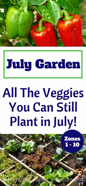 Veggies To Plant In July July Summer Garden - All The Veggies You Can Still Plant Image 514