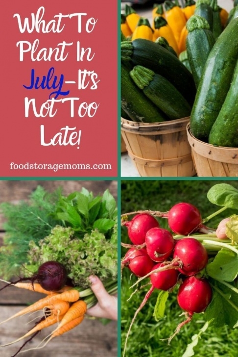 Veggies To Plant In July Today It’s All About What To Plant In July. Yes, You Can Photo 922