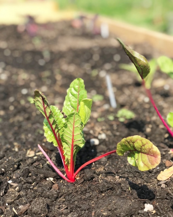Veggies To Plant In July Too Late To Start A Garden? 8 Vegetables You Can Still Picture 991