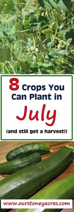 Veggies To Plant In July What Can You Plant In July And Still Get A Harvest? | Fall Image 923