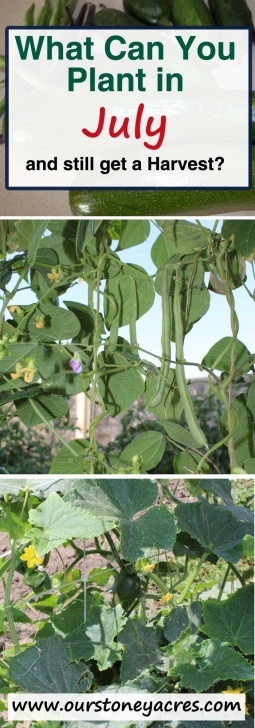 Veggies To Plant In July What Can You Plant In July And Still Get A Harvest Picture 455