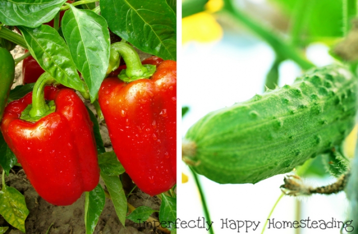 Veggies To Plant In July What To Plant In July In Your Vegetable Garden Now Image 657