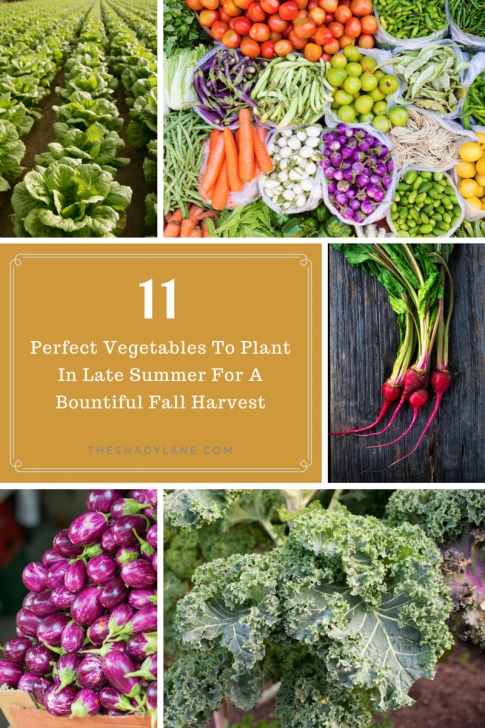 Veggies To Plant In Spring 11 Perfect Vegetables To Plant In Late Summer For A Image 520