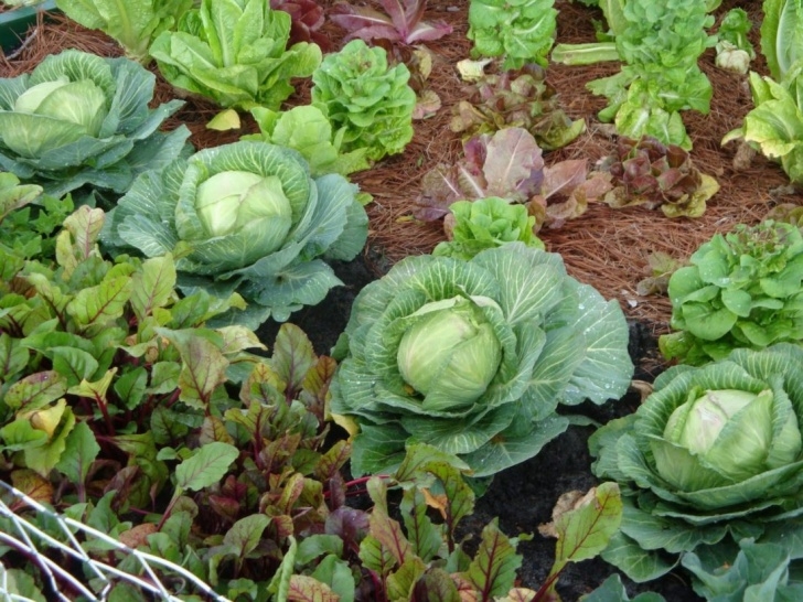 Veggies To Plant In Spring Early Spring Garden Vegetables - Garden Ftempo Picture 871
