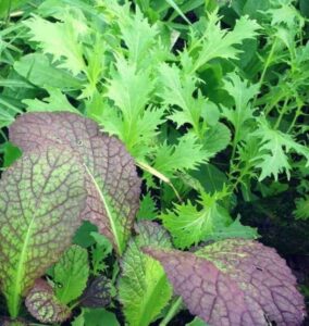 Veggies To Plant In Spring List Of Vegetables To Plant In Spring | Family Food Garden Picture 968