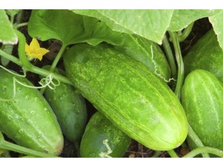 Veggies To Plant In Spring Vegetables To Plant In Early Spring (With Pictures) | Ehow Picture 075
