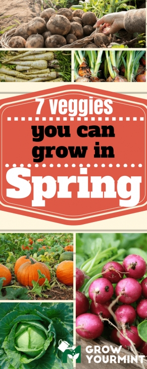 Veggies To Plant In Spring Vegetables To Plant In Spring – 7 Veggies Ready For Spring Image 761