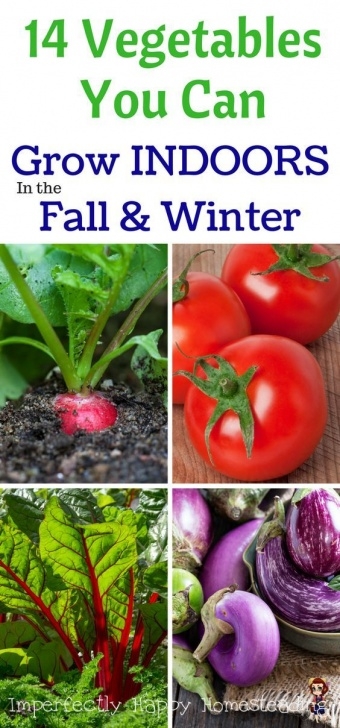 Veggies You Can Grow Indoors 14 Vegetables You Can Grow Indoors In The Fall &amp; Winter Photo 664