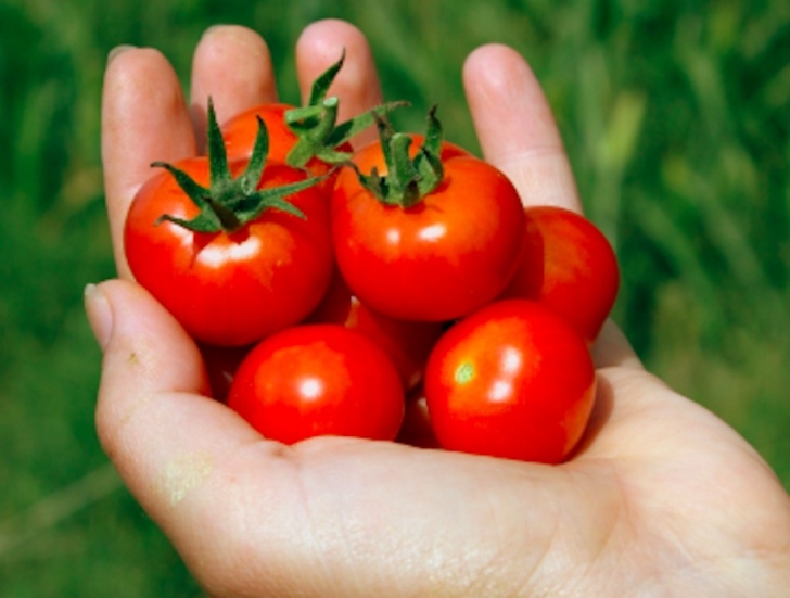 Veggies You Can Grow Indoors 8 Vegetables And Fruits You Can Grow Indoors Easily Photo 399