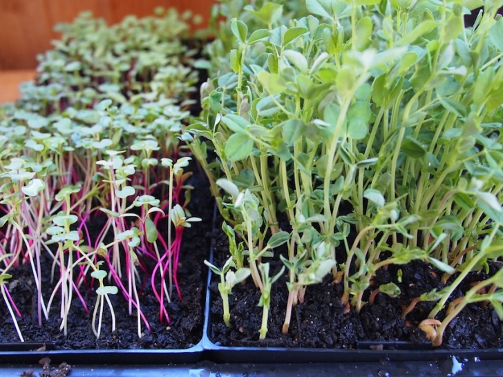 Veggies You Can Grow Indoors 8 Vegetables And Fruits You Can Grow Indoors Easily Picture 244