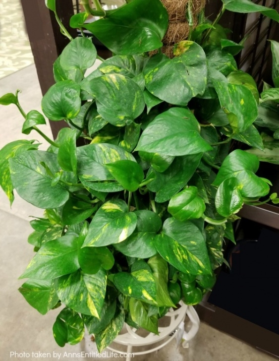 Very Low Light Indoor Plants 10 Best Low Light Houseplants Image 752