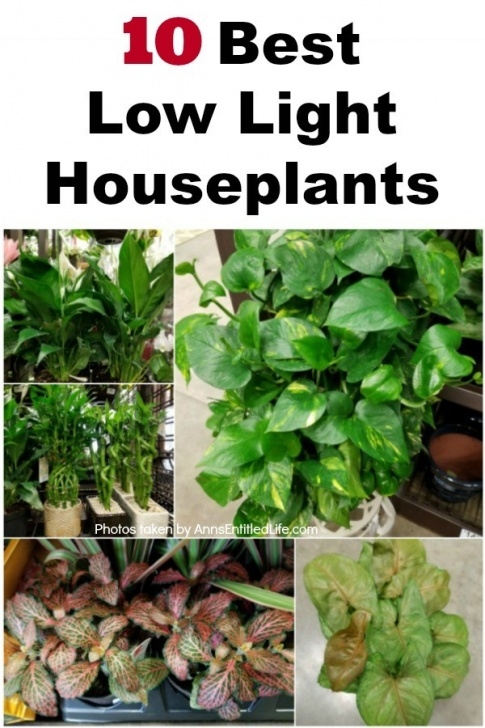 Very Low Light Indoor Plants 10 Best Low Light Houseplants Photo 245