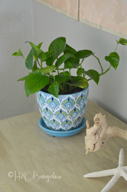 Very Low Light Indoor Plants 13 Tough Low Light Indoor Plants - H2Obungalow Image 942