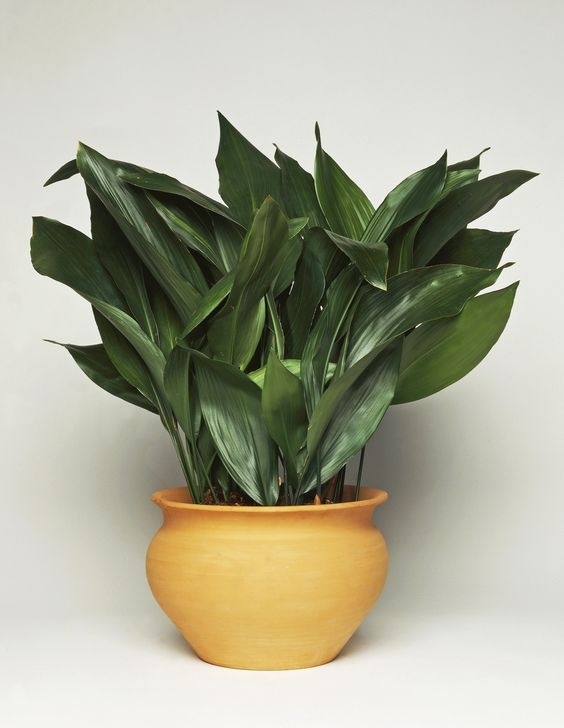 Very Low Light Indoor Plants 15 Best Low Light Indoor Plants Image 081