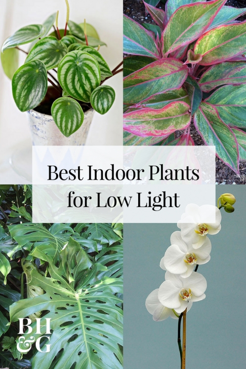 Very Low Light Indoor Plants 23 Of Our Favorite Low-Light Houseplants | Easy Care Image 939
