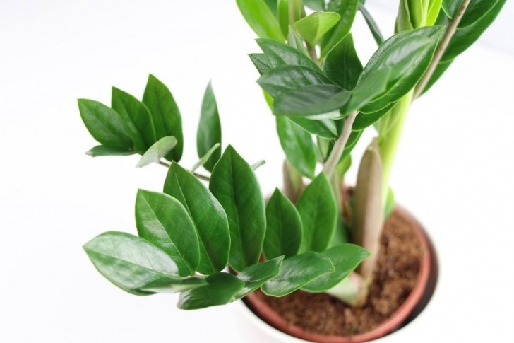Very Low Light Indoor Plants Best Indoor Plants Low Light, Low Light Houseplants Photo 364