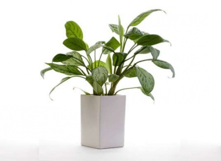 Very Low Light Plants 10 Low-Light Houseplants You Can Grow Practically Anywhere Picture 371