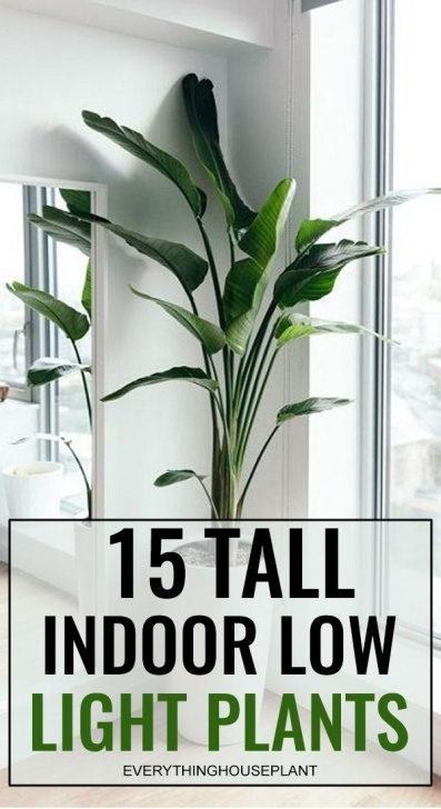 Very Low Light Plants 15 Tall Indoor Low Light Plants In 2020 (With Images Image 992