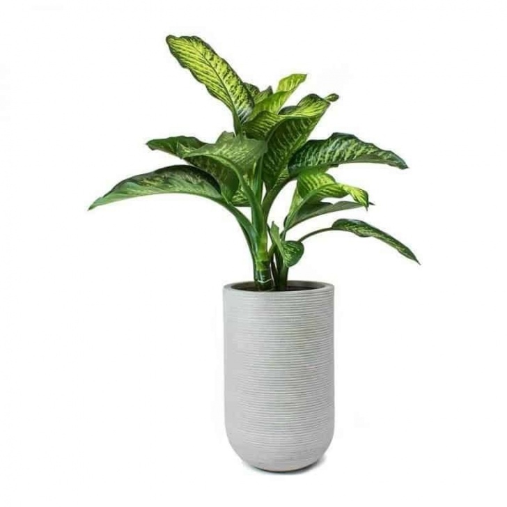 Very Low Light Plants 40 Best Indoor Plants That Don'T Need Sunlight | Best Photo 239