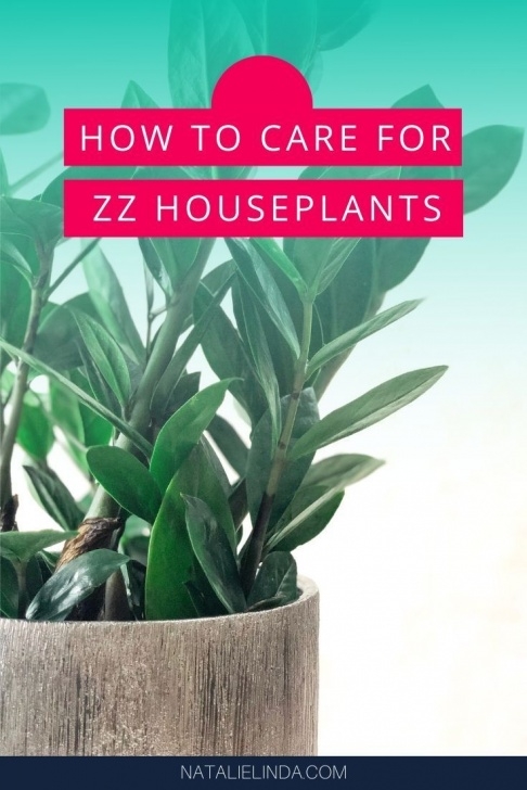Very Low Light Plants How To Care For A Zz Plant | Plants, Low Maintenance Picture 472